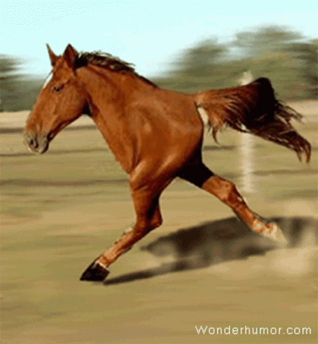 horse